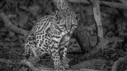 Ocelot seated at the base of a tree in the Pantanal