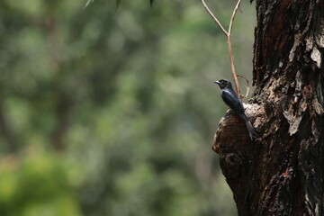 Sri Lankan Birds in the Wild. 