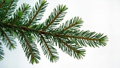 Close-up view of green fir tree branch. Detailed structure of coniferous tree needles. Fresh evergreen foliage against white background. Natural beauty of conifer plant. Image perfect for eco nature