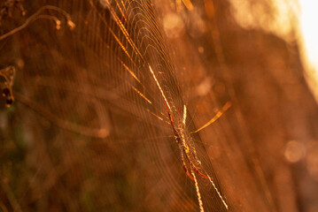 Spider web poisonous animal beauty in nature with copy space. Black spider net silk web spiral in sunlight summer vibrant color. Poison animal wildlife green nature backgrounds. Wild animal on sunset