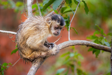 Capuchin Monkey observing the ground below
