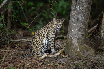 Ocelot sitting at the base of a tree in the Pantanal - at night