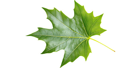 Fototapeta premium Green leaves, leaf on transparent background