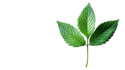 Green leaves, leaf on transparent background