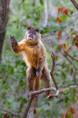 Capuchin Monkey on hind legs