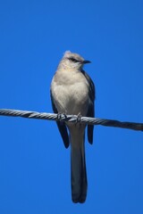 Northern Mockingbird bird (Mimus polyglottos) on wires against blue sky background