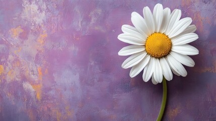 Single Daisy Flower on Purple Textured Background