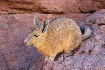Natural landscape of Bolivia, featuring altiplano desert, a viscacha, rocky formations, and clear blue skies in a stunning arid environment