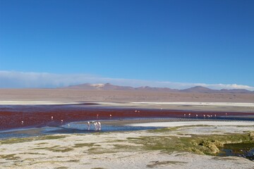 Natural landscape of Bolivia, featuring altiplano red lagoon, Andean mountains and volcanoes, flamingoes, and clear blue skies in a stunning arid environment