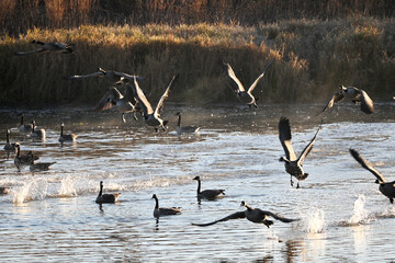 Canada Geese Leaving the Pond