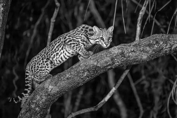 Ocelot walking on an inclined tree branch at night