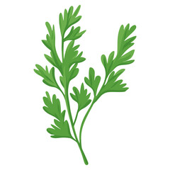 Culinary coriander herbs leaf leaves illustration parsley vector