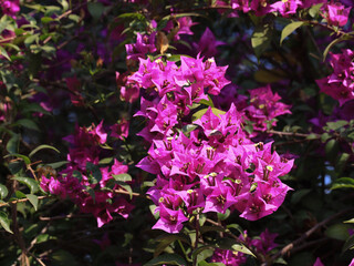 Pink bougainvillea plant growing in Laos.