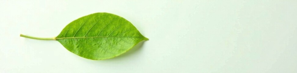 Obraz premium Single green lychee leaf on white surface with veins, nature, leaf, flat