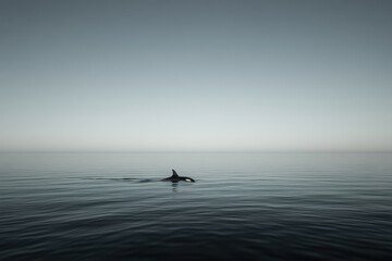 Fototapeta premium Majestic Orca Cruising the Calm Ocean Surface