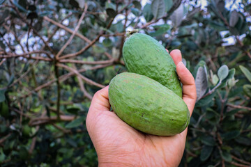 Feijoas maduras listas para comer 