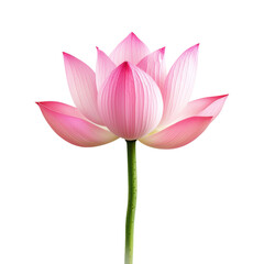 Elegant pink lotus flower in full bloom