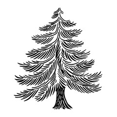 Obraz premium Pine tree art drawing sketch vector