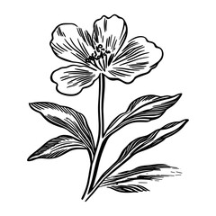 Obraz premium Wildflower drawing art sketch vector