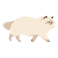 Obraz premium Himalayan cat art illustration walking vector
