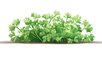 Obraz premium Fresh Parsley Sprigs: A vibrant bunch of parsley sprigs, lush and green, ready to add a burst of flavor and freshness to your culinary creations. 