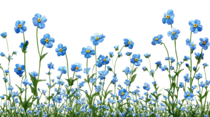 Forget-Me-Not Floral Border:  A delicate cluster of forget-me-not flowers in vibrant blue blooms against a lush green backdrop, forming a captivating floral border for your designs.  