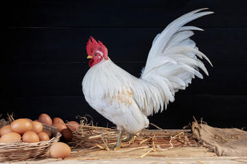 Raw chicken tallow with hens on a rustic organic farm