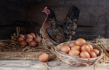 Raw chicken tallow with hens on a rustic organic farm