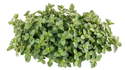 Obraz premium Fresh Oregano Sprigs: A vibrant bunch of oregano sprigs, bursting with freshness and culinary potential, captures the essence of aromatic herbs. The leaves are rich green and intricate.