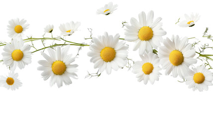 Daisies in Bloom: A delicate garland of daisies, their pristine white petals surrounding vibrant yellow centers, creates a charming and cheerful floral arrangement.