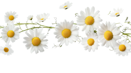 Daisies in Bloom: A delicate garland of daisies, their pristine white petals surrounding vibrant yellow centers, creates a charming and cheerful floral arrangement.