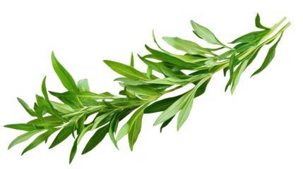 Fresh Tarragon Sprig: A vibrant sprig of tarragon, a popular culinary herb with a unique licorice-like flavor, isolated against a clean backdrop.