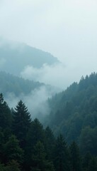 Misty grey fog rolls in over a forest landscape, atmosphere, misty, gray-cloud