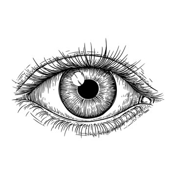 vectorEye hand drawn art drawing sketch