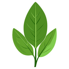 Fototapeta premium Green sageleaf leaves illustration vector vector