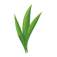 Obraz premium Green grass leaf illustration plant botanical vector