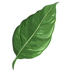 Obraz premium Tropical rose leaf illustration plant green vector