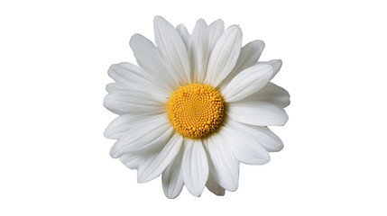 Daisy Delight: A single, perfect daisy with pristine white petals and a vibrant yellow center, captured in stunning detail. The flower's delicate beauty radiates purity and innocence.  