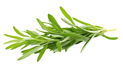 Fototapeta premium Fresh Rosemary Sprig: A vibrant sprig of rosemary, showcasing its aromatic, needle-like leaves, ready to add a burst of Mediterranean flavor to your culinary creations.