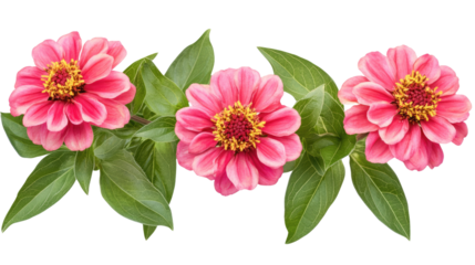 Pink Zinnia Blooms: Three vibrant pink zinnia flowers with bright yellow centers and lush green leaves create a beautiful, delicate arrangement.  The flowers are perfectly aligned in a row.