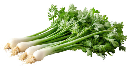 Fresh Celery Stalks: A close-up view of three crisp, bright green celery stalks with their root system still attached, capturing the vibrant essence of this versatile and nutritious vegetable.  