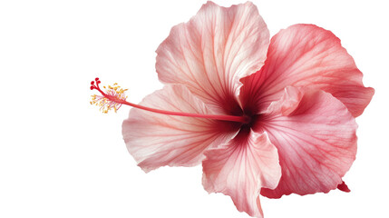 Fototapeta premium Pink Hibiscus Blossom: A delicate pink hibiscus flower, its petals displaying subtle variations in shade, unfolds gracefully, showcasing its intricate details and vibrant color.