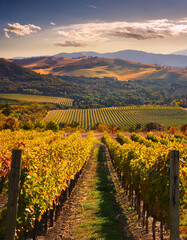 Fototapeta premium A picturesque vineyard stretches across rolling hills under a partly cloudy sky, showcasing lush green grapevines and scenic mountain views