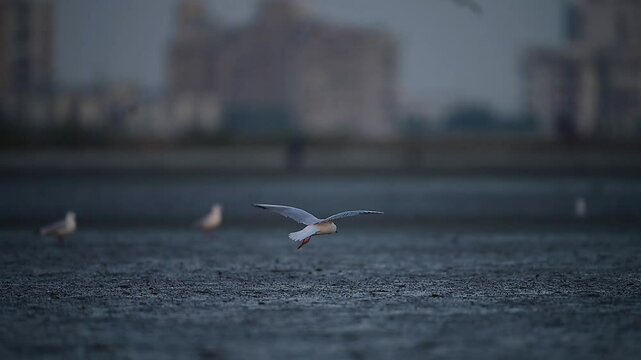 A single seagull in flight against a softly blurred background of city buildings.