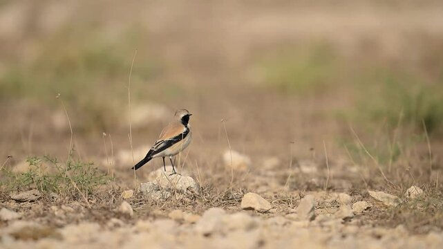 A charming close-up of a small bird, likely a Desert Wheatear, perched on a rock amidst dry, light-brown grass and pebbles.
