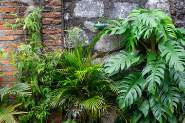 Monstera deliciosa, the Swiss cheese plant or split-leaf philodendron for decorative plants in the garden