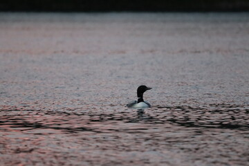 Adult Loon on a lake in northern Minnesota in the fall/autumn. 