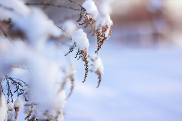 Dry branch of plant with snow covered