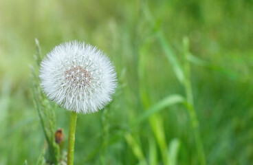 dandelion among the grass in summer