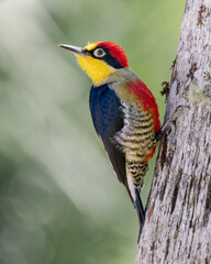 Melanerpes flavifrons